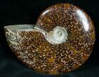 Cleoniceras Ammonite Fossil - Madagascar #7349-1